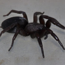 Scotophaeus sp