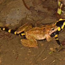  Grasfrosch Rana temporaria 
