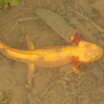 Feuersalamander Salamandra salamandra