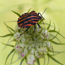 Streifenwanze Graphosoma italicum