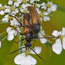 Kleiner Schmalbock Stenurella melanura