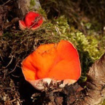  Scharlachrote Kelchbecherling (Sarcoscypha coccinea)