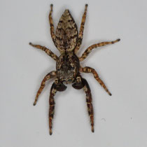 Grosse Rindenspringspinne Marpissa muscosa