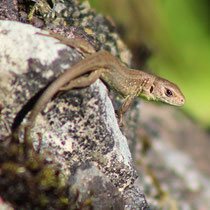 Zauneidechse Lacerta agilis