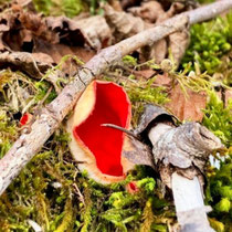  Scharlachrote Kelchbecherling (Sarcoscypha coccinea)