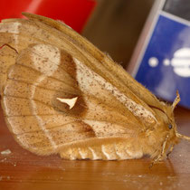 Nagelfleck_Aglia tau