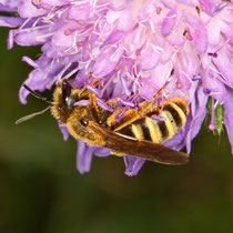 Gelbbindige Furchenbiene Halictus scabiosa