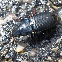 Harpalus sp