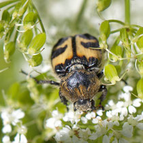 Gebänderter Pinselkäfer Trichius fasciatus