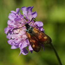 Kleines Fünffleck-Widderchen Zygaena viciae