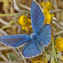 Himmelbleauer Bläuling Lysandra bellargus