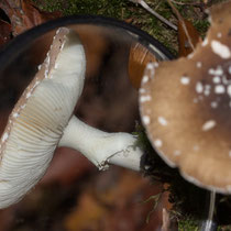 Brauner Fliegenpilz Amanita Regalis
