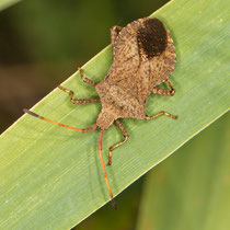Lederwanze Coreus marginatus
