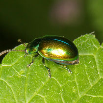 Prächtiger Blattkäfer Chrysolina fastuosa