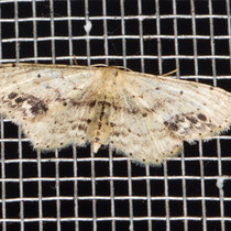 Braungewinkelter Zwergspanner Idaea dimidiata