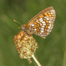 Wachtelweizen-Scheckenfalter_Melitaea athalia