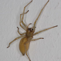 Cheracantium midei