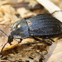 Schwarzer Schneckenjäger Phosphuga atrata
