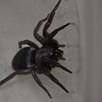 Scotophaeus sp