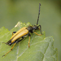 Rothalsbock Stictoleptura rubra