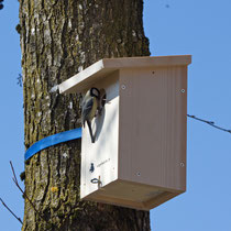 Kohlmeise Parus major