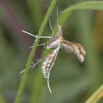 Hauhechel-Federmotte Marasmarcha lunaedactyla