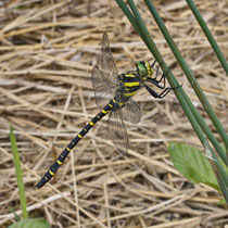 Zweigestreifte Quelljungfer Cordulegaster boltonii