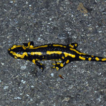 Feuersalamander Salamandra salamandra