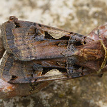 Schwarzes C_Xestia c-nigrum