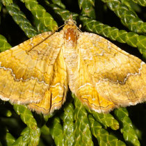 Ockergelber Blattspanner_Camptogramma bilineata