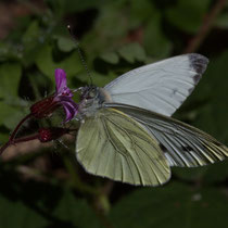 Grünader Weissling Pieris napi