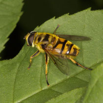 Totenkopfschwebefliege Myathro florea