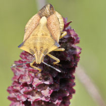 Nördliche Fruchtwanze Carpocoris fuscispinus