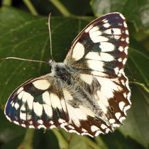 Schachbrettfalter_Melanargia galathea