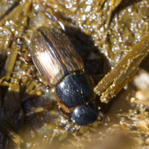 Aphodius sticticus