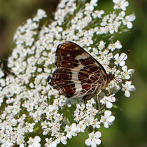 Landkärtchen Araschnia levana