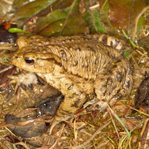 Erdkröte Bufo bufo