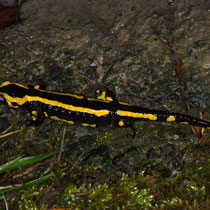 Feuersalamander Salamandra salamandra
