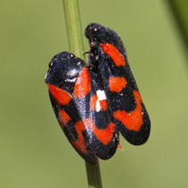 Gemeine Blutzikade Cercopis vulnerata
