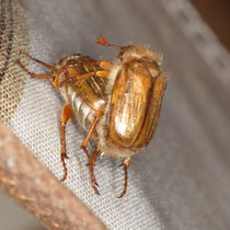 Junikäfer Amphimallon solstitiale