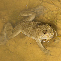 Gelbbauchunke (Bombina variegata)