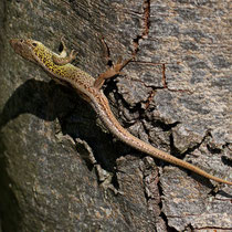Zauneidechse Lacerta agilis