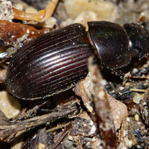 Rotfüssiger Dungkäfer Aphodius rufipes