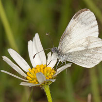 Leptidea sp Leptidea komplex