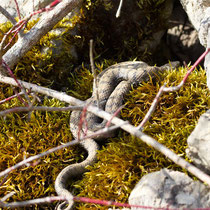 Juraviper Vipera aspis