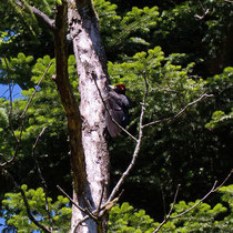Schwarzspecht Dryocopus martius