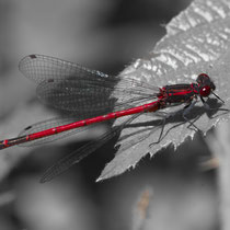 Frühe Adonislibelle Phyrrhosoma nymphula