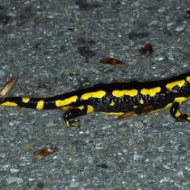 Feuersalamander Salamandra salamandra