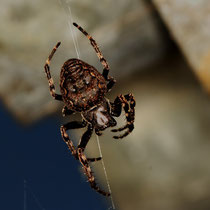 Scotophaeus sp