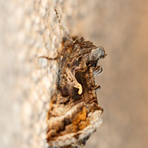 Gamma-Eule Autographa gamma